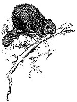beaver_21024_sm.gif