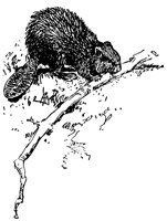 beaver_21024_lg.gif