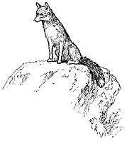 fox_21028_sm.gif