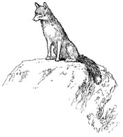 fox_21028_md.gif