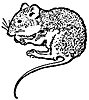 mouse_21029_th.gif