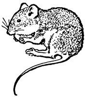 mouse_21029_lg.gif