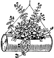 plant2_21051_sm.gif