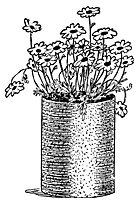 plant3_21052_sm.gif