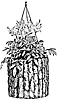 plant4_21053_th.gif