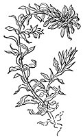 water_thyme_21054_sm.gif