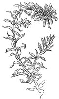 water_thyme_21054_md.gif