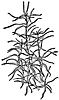 pond_weed_21055_th.gif