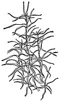 pond_weed_21055_sm.gif