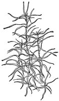 pond_weed_21055_lg.gif