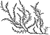 water_weed_21056_th.gif
