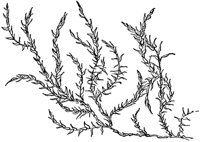 water_weed_21056_md.gif
