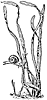 tape_grass_21057_th.gif