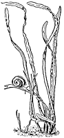 tape_grass_21057_sm.gif