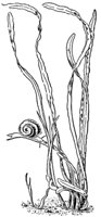 tape_grass_21057_md.gif