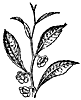 tea_21149_th.gif