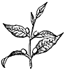 coffee_21150_th.gif