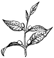 coffee_21150_sm.gif