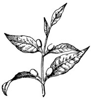 coffee_21150_md.gif