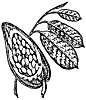 cocoa_21151_th.gif