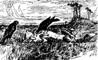 reynard3_21276_md.gif