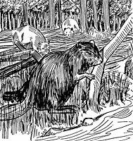 beavers_21509_sm.gif