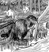 beavers_21509_md.gif