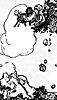 selkirk6_21654_th.gif