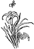 lily_21745_th.gif