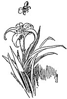 lily_21745_sm.gif