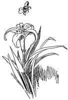 lily_21745_md.gif