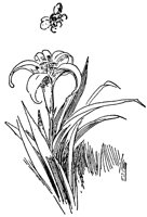 lily_21745_lg.gif
