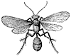 mud-wasp_1_th.gif