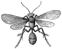 mud-wasp_1_sm.gif
