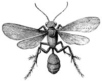 mud-wasp_1_lg.gif