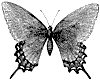 troilus-butterfly_1_th.gif