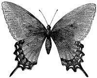 troilus-butterfly_1_sm.gif