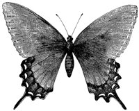 troilus-butterfly_1_lg.gif
