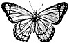 berenice-butterfly_1_th.gif