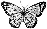 berenice-butterfly_1_sm.gif