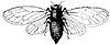 cicada_1_th.gif