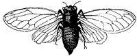 cicada_1_sm.gif