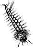 mosquito-wriggler_1_th.gif
