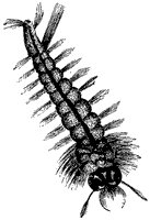 mosquito-wriggler_1_sm.gif