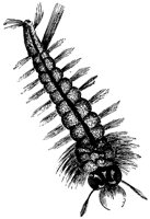 mosquito-wriggler_1_lg.gif