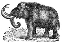mammoth_1_md.gif