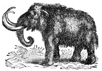 mammoth_1_lg.gif
