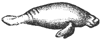 Manatee_1_sm.gif