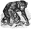 chimpanzee_2_th.gif