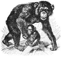 chimpanzee_2_lg.gif